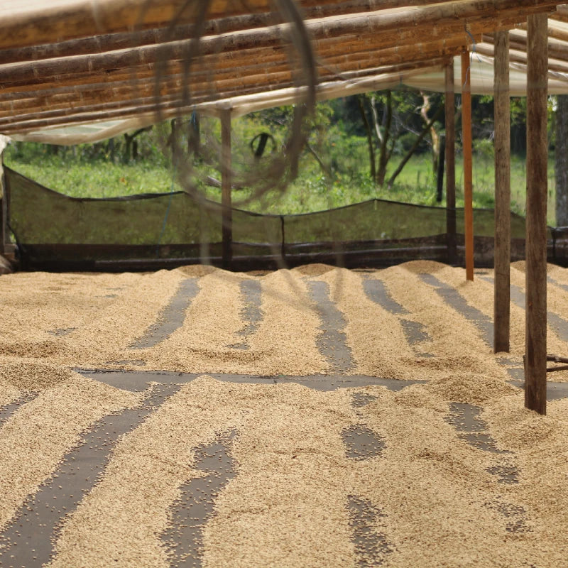 Black Condor Innovation Microlot