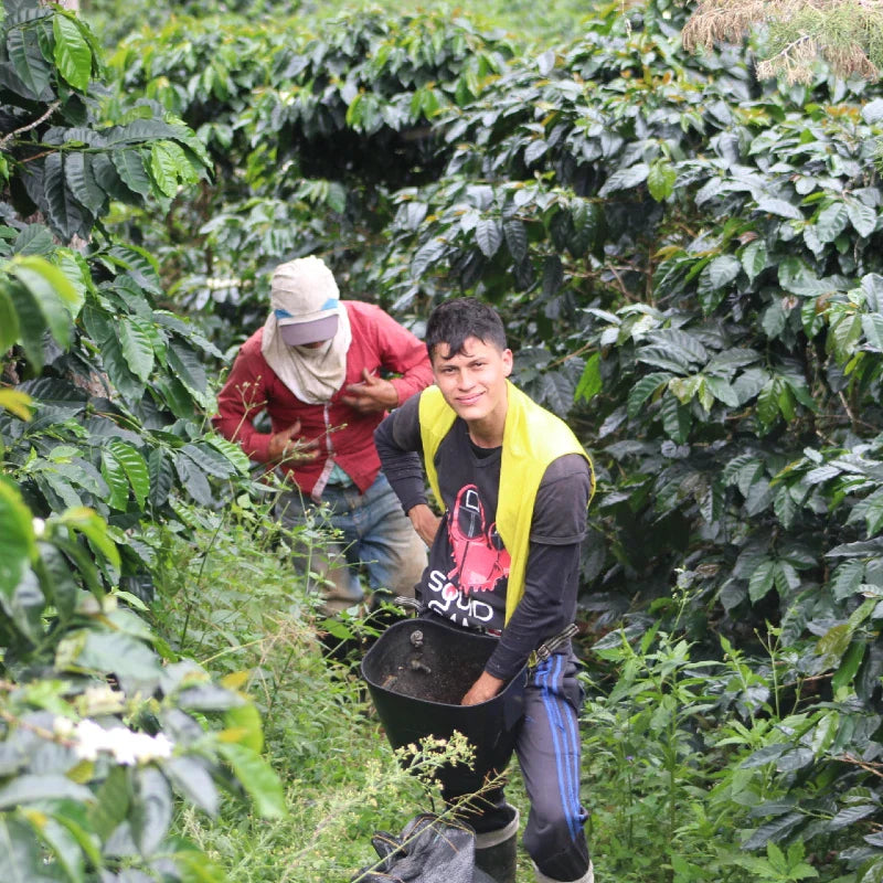 Black Condor Innovation Microlot