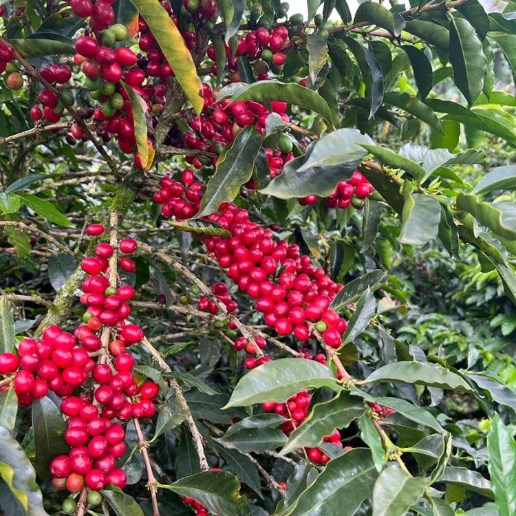 Tropical Chiroso Innovation Microlot