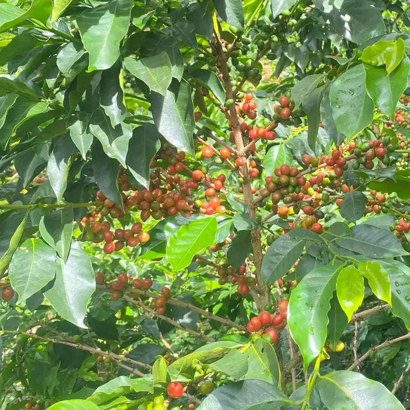 Pink Borbon Creation Innovation Microlot
