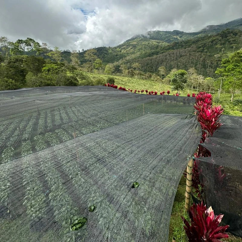 Tropical Chiroso Innovation Microlot