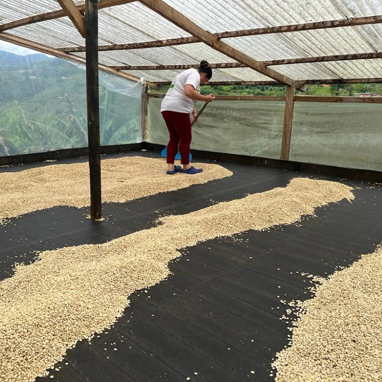 Tropical Chiroso Innovation Microlot