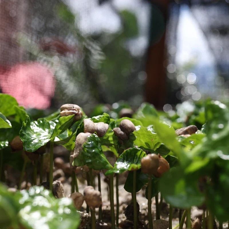 Colombia Forest Collective Caturra The Journey