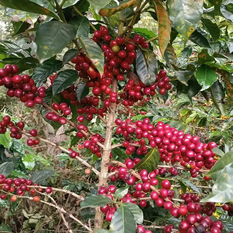 Colombia Forest Collective Caturra The Journey