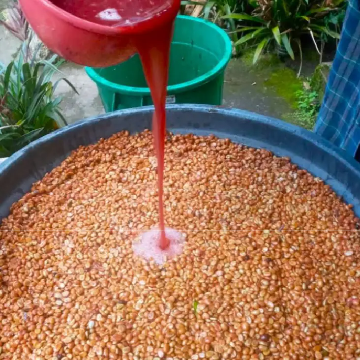 Colombia Forest Collective Caturra The Journey