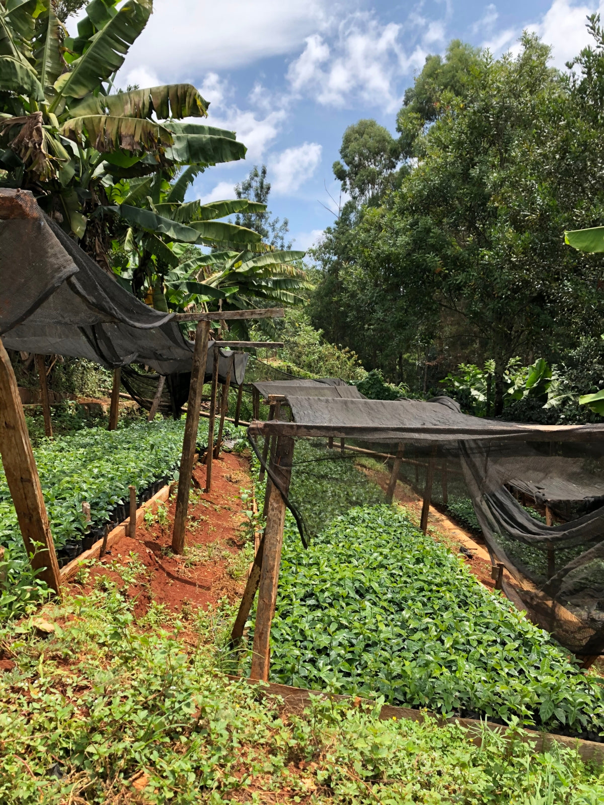 Kenya Rung'eto Kiangoi AA