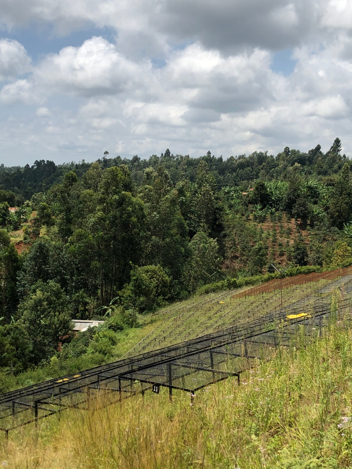 Kenya Rung'eto Kiangoi AA