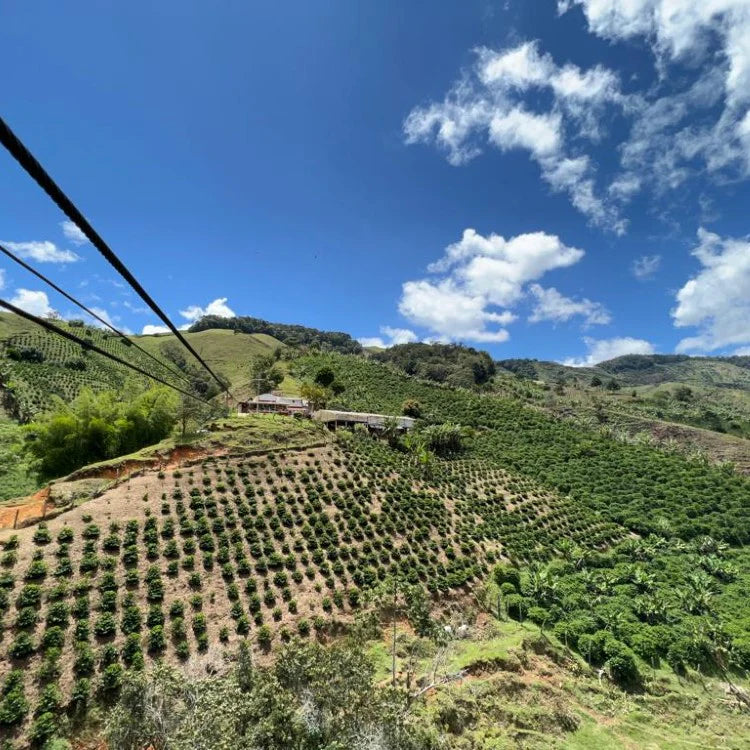 Tropical Chiroso Innovation Microlot