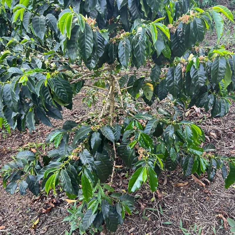 Colombia Forest Collective Caturra Syrup