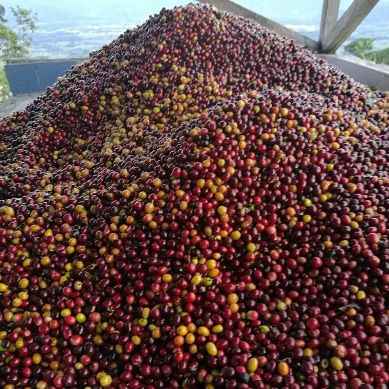 Colombia Forest Collective Caturra Syrup