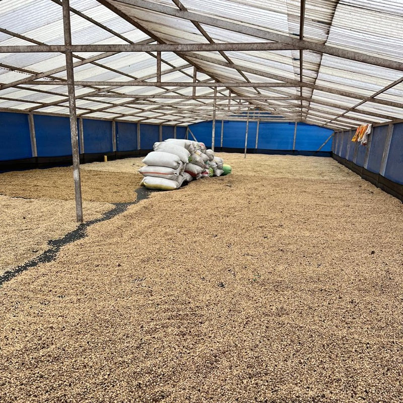 Colombia Forest Collective Caturra Syrup