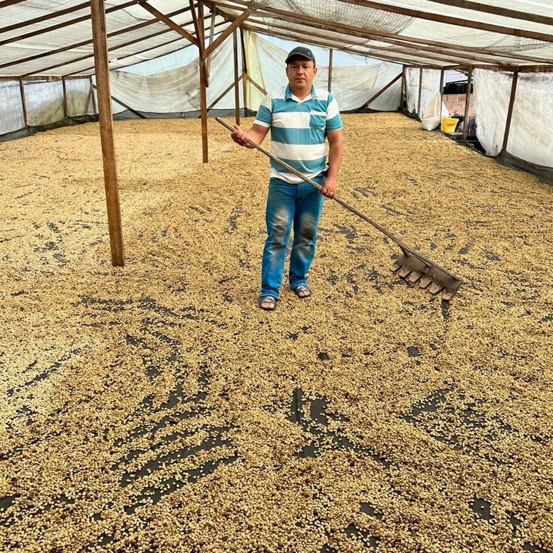 Colombia Forest Collective Caturra Syrup