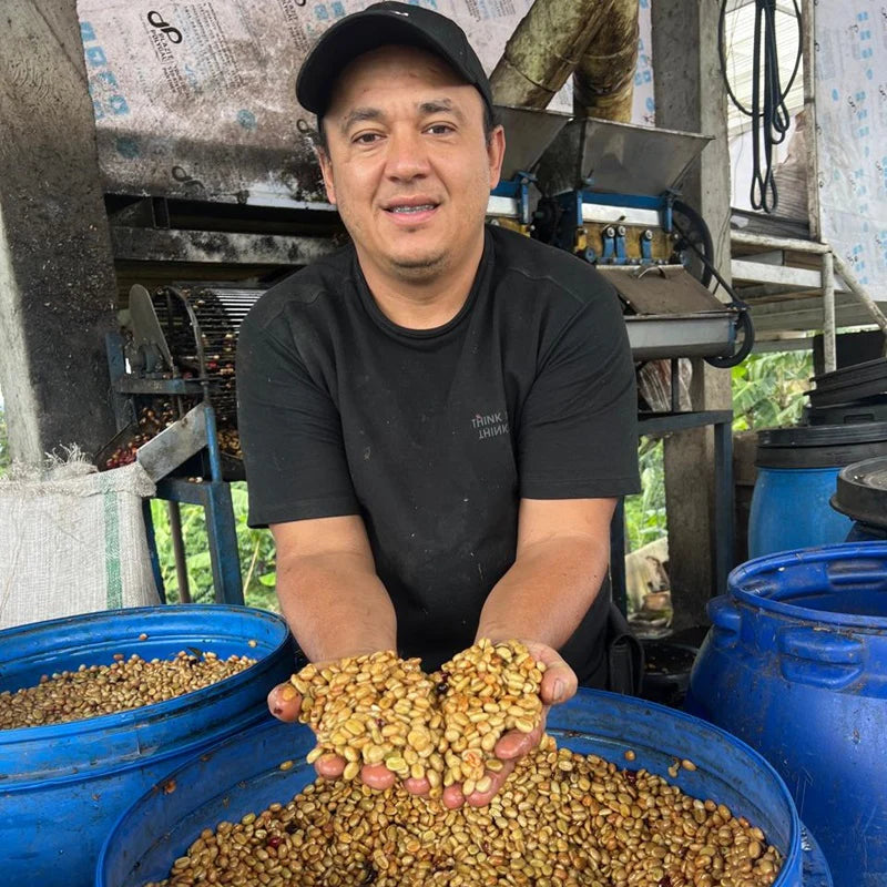 Colombia Forest Collective Caturra Syrup