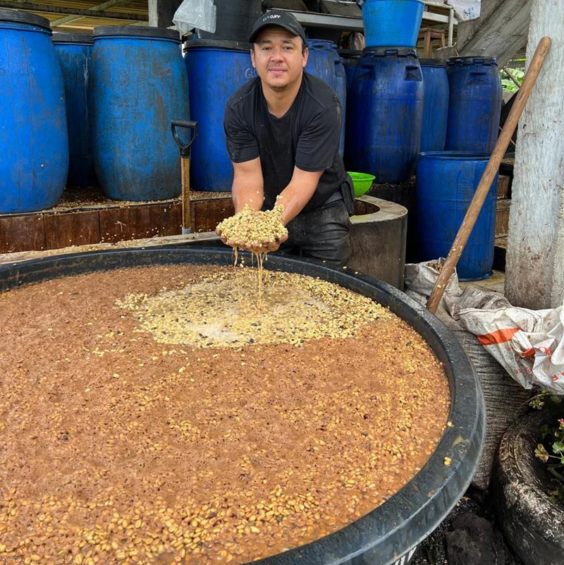 Colombia Forest Collective Caturra Syrup