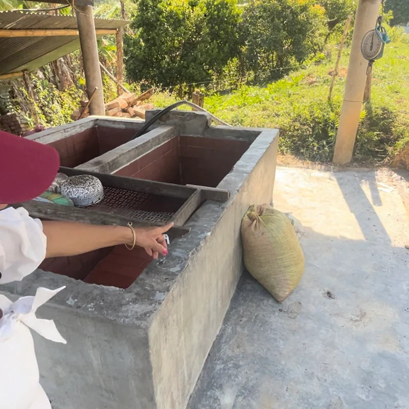 Pink Borbon Creation Innovation Microlot